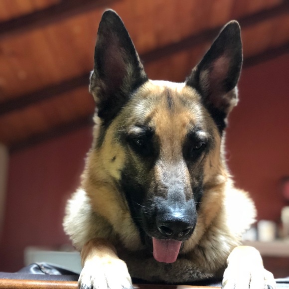 Meet your Posher, Ricky - Picture 1 of 1